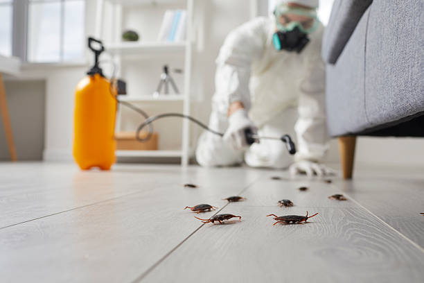 Post-Treatment Bed Bug Interceptor Monitoring in Glendale
